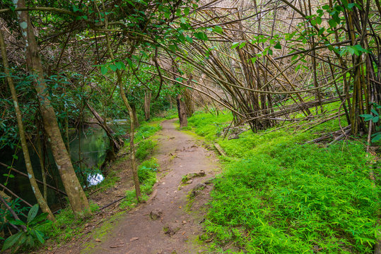 Fototapeta Walking trail in Western Thailand tropical forest