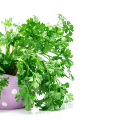 Fresh Green parsley in purple cute pot on  white background