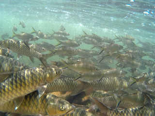 Kelah Or Mahseer In Aquarium, also known as Mahseer (Indian), Kurriah, Kukkhiah, Kajra in Southern India 