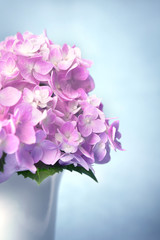 Fototapeta na wymiar the sweet hydrangea flowers in white vase