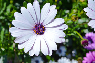 colorful flower in the garden