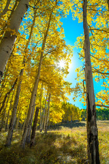 Backlit Aspens, Colorado