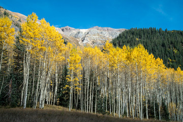 Aspens in Autumn, Red Mountain Pass, Colorado