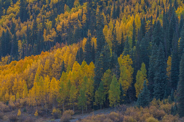 Autumn, Red Mountain Pass, Colorado