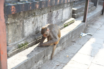 closed up the monkey in Swayambhunath temple, Nepal