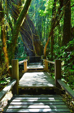 Wooden bridge in tropical rain forest, taken at Doi Inthanon Nat