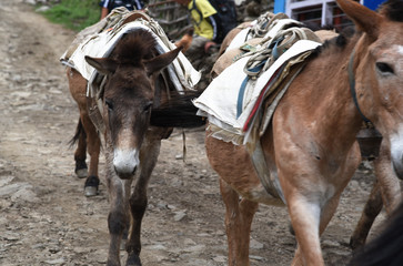 group of carrying horses, in Nepal