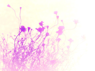 abstract background from small pretty  daisy flower 