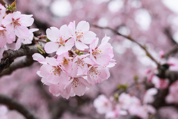 Cherry blossoms

