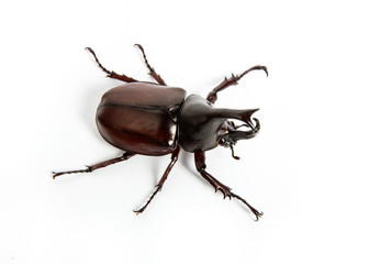 Rhinoceros beetle, Rhino beetle, Hercules beetle, Unicorn beetle, Horn beetle isolated