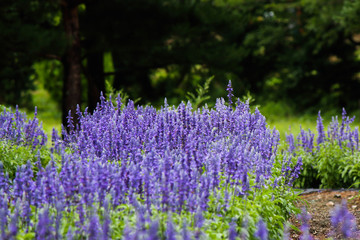Obraz premium Blue Salvia Field 