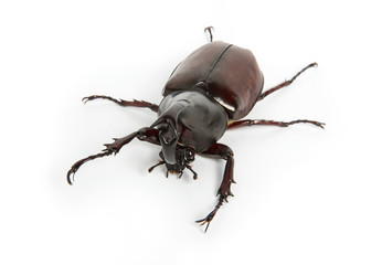 Rhinoceros beetle, Rhino beetle, Hercules beetle, Unicorn beetle, Horn beetle isolated