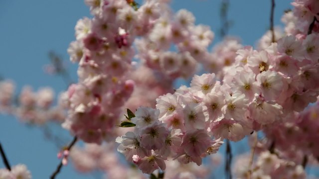 Kirschbluete rosa vid 06