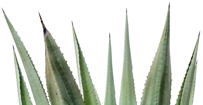 &eacute;pines de feuilles d'agave americana sur fond blanc 