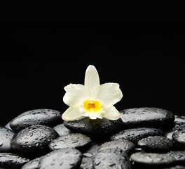 Obraz na płótnie Canvas beautiful orchid on pebbles
