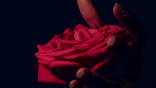 Female hand strangling red rose. Violent killing beauty.
