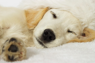 labrador puppy sleeping