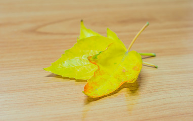Naklejka premium yellow leaf
