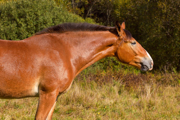 Fototapeta premium Golden stallion