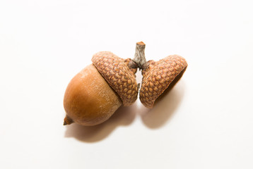 One acorn with hat on over white