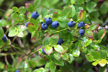 Wild blueberries on the bush in forest. Vaccinium myrtillus