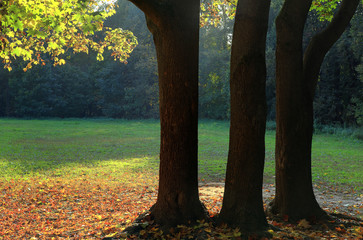 Maples in autumn park.