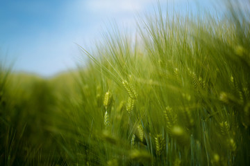Young green barley crop field