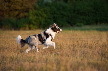 Rennender Border Collie