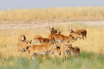 Wild Saiga antelope herd in Kalmykia steppe - 92500489