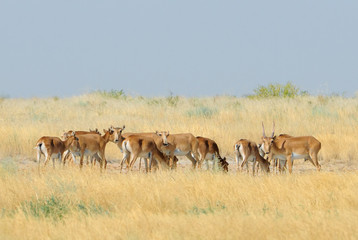 Naklejka na ściany i meble Wild Saiga antelope herd in Kalmykia steppe