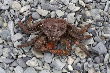 Russia, Magadan region, Coney peninsula, The Sea of Okhotsk, Cape Taran, crab