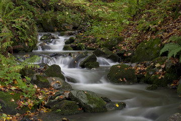 Western Caucasus, near Sochi. Autumn creek.