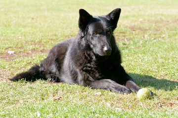 Naklejka na ściany i meble German Shepherd dog lying on grass in park with tennis ball
