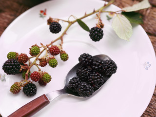 Closeup of blackberries in a spoon with a branch of green blackberries on a china plate on rustic background