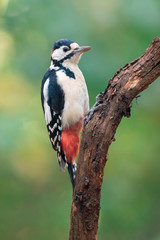 Great spotted woodpecker
