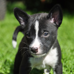 nice black Basenji dog puppy