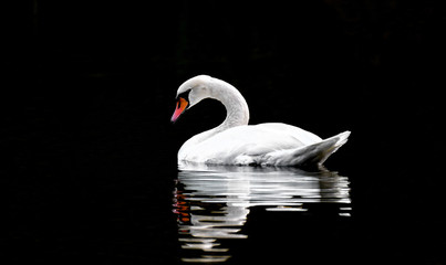 Swan swin on lake with black backround