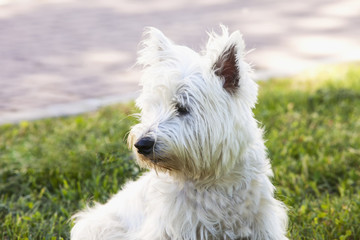 Westie