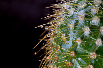 Water drop on cactus