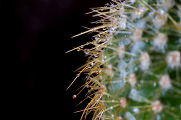 Water drop on cactus