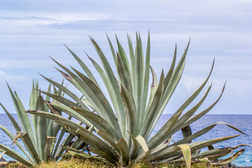 agave americana