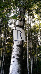 Руна райдо
