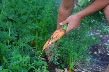 potager - récolte de carottes