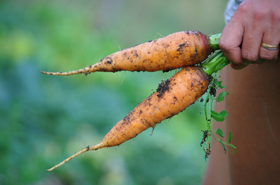 potager - r&eacute;colte de carottes