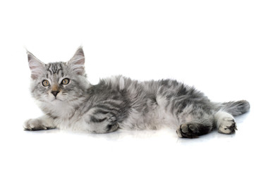 maine coon kitten