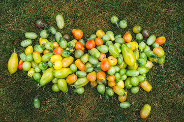 pomidory ekologiczne na trawie - obrazy, fototapety, plakaty