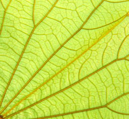 Fototapeta na wymiar Close up of leaf veins