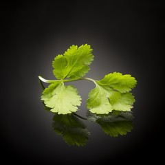 herbs / coriander on black