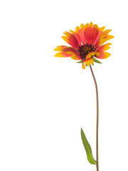bright red and yellow flower Gaillardia