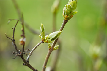 Tree branch with buds
